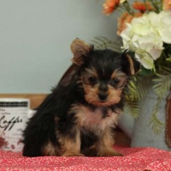 Nina/Yorkshire Terrier/Female/9 Weeks,Meet Nina, a lovable Yorkshire Terrier puppy that can’t wait to be your new best friend! This pup is vet checked, up to date on shots and dewormer, plus the breeder provides a health guarantee. She can also be registered with the ACA. If you are interested in welcoming this bouncy pup into your heart and home, contact the breeder today!