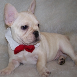 Ollie/French Bulldog/Male/16 Weeks,Ollie loves to nap in your lap when he isn't playing with his little toys. He has AKC registration and many champions in his pedigree. Ollie is the life of the party and will keep you smiling. He is a true cutie. This handsome baby boy will be sure to come home to you happy, healthy, and ready to play. He will be up to date on his vaccinations and vet checks. Don’t let this little boy get away. He will be sure to make that perfect addition that you and your loving family have been looking for.