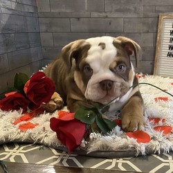 Bear/English Bulldog/Male/18 Weeks,Meet Bear, a beautiful English Bulldog puppy ready to be your Valentine! This darling pup is vet checked and up to date on shots and wormer. Bear can be registered with the AKC and comes with a health guarantee provided by the breeder. This chunky pup is family raised with children and would make a wonderful addition to anyone’s family. To find out more about Bear, please contact Zane today!