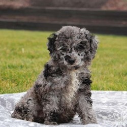 Tulip/Poodle/Female/14 Weeks,Tulip is a bubbly Miniature Poodle puppy who loves to bounce around and play. This little cutie is vet checked and up to date on shots and wormer. She can be registered with the AKC, plus comes with a health guarantee provided by the breeder. To learn more about Tulip and all that she has to offer, please contact the breeder today!