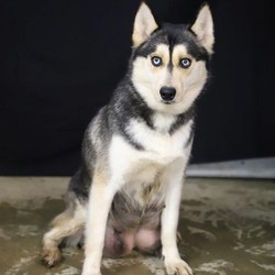 Lori/Pomsky/Female/12 Weeks,Meet Lori, a fun loving Pomsky puppy ready to win your heart! This perky pup is vet checked, up to date on shots and wormer, plus comes with a health guarantee provided by the breeder. Lori is family raised with children and would make a wonderful addition to anyone’s family. To find out more about this kind pup, please contact Gerald today!