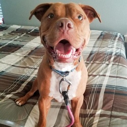Adopt a dog:Monty/Terrier Pit Bull / Mix/Male/Adult,
