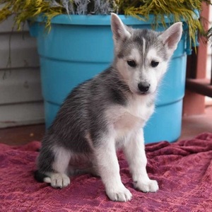 Brad/Siberian / Husky Mix/Male/Puppy Adopt a dog:Brad/Siberian / Husky Mix/Male/Puppy,Brad is a friendly and outgoing Siberian Husky Mix puppy that would love to be part of your family! This pup is family raised with children. He is vet checked, up to date on shots and wormer plus comes with a health guarantee provided by the breeder! To learn more about this sweet pup, please contact the breeder today!Naomi Fisher is a breeder located in Elizabethville, PA who currently has a litter of Siberian Husky Mix puppies for sale. To meet one of these friendly pups, call Naomi today!
