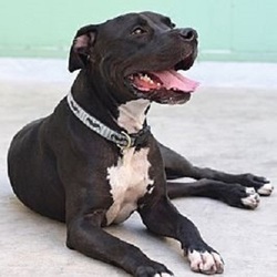 Rocco/ Staffordshire Bull Terrier / Great Dane Mix/Male/Young