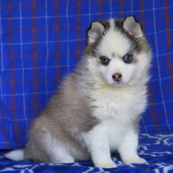 Tesla/Pomsky/Female/19 Weeks,Note From The Breeder:Meet Tesla beautiful blue eyed female, fluffy coat, she is very smart and loves the attention!Pomsky Born December 5th 2019Puppies come with a 1-year genetic heath guarantee.Puppies are Wormed, done in intervals and will have age appropriate vaccines to ensure a clean bill of health before leaving to their forever homeWe do require a spay / neuter contract to be signed. If you would like full breeding rights, we can also speak about that.We are International Pomsky Association member and take pride in our breeding.Puppies are well socialize raised in our home with lots of love and affection, she loves being around people and catsPuppies have been using puppy pads and started on create training come per-spoiled handled all the time. They have started on steps, and outside training.Parents: Mercedes and Maverick. Mom is 16 pounds blue eyes, smooth coat. Dad is a 19 pounds wooly coat both blue eyes.Puppies are available at 8 weeks. When Puppies stay with mom and littermates, they have sufficient time to develop a strong foundation of social skills. With regular play time with siblings, puppies receive an important education on life in the real canine worldWe are located in PA. We can also ship puppies with a nanny service.Mother and Puppies are both fed high quality feed and puppies will come with starter packWe offer pictures, video updates and come with a file of pictures from birth