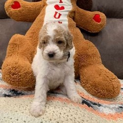 Dez/Poodle/Female/7 Weeks,Need a furbaby for Valentine’s Day?! Here are these adorable Poodles who will weigh approximately 40-50 lbs! Mother is AKC, red & white parti Moyen-Standard Poodle she weighs 40 lbs picture below of both parents! Dad is AKC Poodle weighs about 50 lbs and was a stunning chocolate & white and turned beige/white after being groomed. He is embarked health tested. Dad is my in-law’s family pet. 1 year health guarantee, will be vet checked, UTD on shots & dewormer, tails docked and dew claws removed.