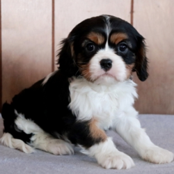 Cody/Cavalier King Charles Spaniel/Male/13 Weeks,Look no further! You have found your new baby boy. Cody is exactly what you have been looking for, perfect in every way. He loves playing ball in the yard and is always up for movie-time. He is just waiting for that perfect family to make him theirs. Don’t miss out on this handsome baby boy. He will be sure to come home to you up to date on his puppy vaccinations and vet checks. What are you waiting for? Make this cuddle bug yours today.