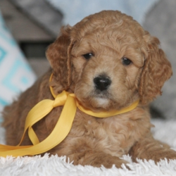 Liberty/Goldendoodle/Female/7 Weeks,Ready for a lifetime of endless love? Then look no further, because I am going to do my very best to always please you. I will love you and be your fur-ever best friend. I come up to date on my vaccinations and have been socialized. Just look at me and you will see that I will complete you. I hope you pick me, as I have been custom made for someone special.