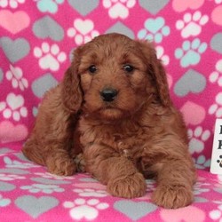 Ohana/Goldendoodle/Female/8 Weeks,Ohana is a jolly Goldendoodle puppy that will bounce her way right into your heart! This happy pup is well socialized, vet checked and up to date on shots and wormer. Plus, Ohana comes with a health guarantee provided by the breeder! To learn more about this wonderful pup, please contact the breeder today!