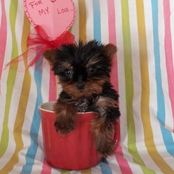 Jasper/Yorkshire Terrier/Male/13 Weeks,Meet Jasper, a cute and lovable Teacup Yorkshire Terrier puppy ready to be loved by you! This sweet pup is vet checked, up to date on shots and wormer, plus comes with a health guarantee provided by the breeder. Jasper is family raised with children and would make a lovable addition to anyone’s family. To find out more about this happy pup, please contact Jonas today!