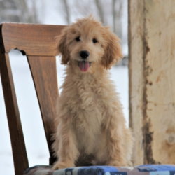 Jett/Goldendoodle/Male/14 Weeks,Meet Jett! He is as handsome and loving as they come. Jett will be sure to win your heart over with just one look. This little pup is always up for anything. He loves to play with toys. When he is all done with playtime, he will be the first one to curl right up to you for a good, old afternoon nap. He will be up to date on his puppy vaccinations and vet checks just in time to come home to you. What are you waiting for? You have found the perfect prince charming right here.
