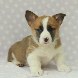 Cliff/Pembroke Welsh Corgi/Male/10 Weeks,Meet Cliff, a peppy and playful Corgi puppy who is being family raised with children. This pup is vet checked, up to date on shots and wormer plus Cliff can be registered with the ACA. And, the breeder provides a health guarantee for him. His mother is the Esch’s family pet and available to visit with. For more information about this wonderful pup, call the breeder today.