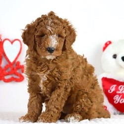 Bell – Moyen/Poodle/Female/13 Weeks,Meet Bell, a playful Standard Poodle puppy. This curious pup is vet checked and up to date on vaccinations & dewormer. Bell can be registered with the AKC and the breeder provides a health guarantee for her. If you’d like more information about Bell and how you can welcome this attentive gal into your home, contact the breeder today!