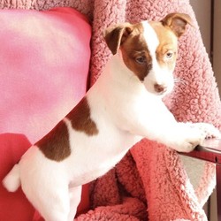 Honey/Jack Russell Terrier/Female/14 Weeks,Meet Honey, a cute and lovable Jack Russell Terrier puppy ready to be your new best friend! This peppy pup is up to date on shots and wormer, plus comes with a health guarantee provided by the breeder. Honey is family raised with children and would make a sweet addition to anyone’s family. to find out more about this lively pup, please contact Dorothy today!