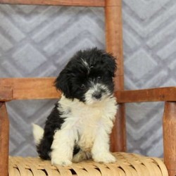 Henry/Havanese/Male/8 Weeks,Meet Henry, a peppy and fun loving Havanese puppy who is being family raised with children. This playful pup is vet checked, up to date on vaccinations and dewormer plus Henry can be registered with the ACA. And, the breeder also provides a health guarantee for him. To learn more about Henry, contact the breeder today!