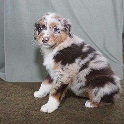 Isabel/Australian Shepherd/Female/10 Weeks,Check out this playful Australian Shepherd puppy, Isabel! This well socialized pup is vet checked, up to date on shots and dewormer, plus comes with a health guarantee provided by the breeder. Isabel has already been microchipped and she can be registered with the AKC. If you are interested in learning more about Isabel and how you can welcome her into your heart and home, contact the breeder today!