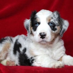 Lamar/Australian Shepherd/Male/11 Weeks,Lamar is a sharp looking Australian Shepherd puppy with a playful spirit. He has been vet checked, is up to date on shots and wormer, plus is being family raised around children. He also comes with a 30 day health guarantee provided by the breeder and can be registered with the AKC. Lamar’s mother is the family’s beloved pet and is available to meet as well. With his attractive coloring and markings he is sure to put a smile on your face. To learn more about this fun-loving pup, please contact the breeder today!