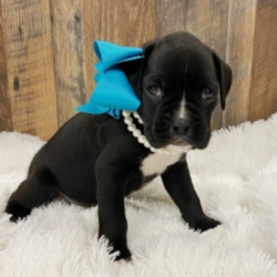 Cheris/Boxer/Female/11 Weeks ,“Well, hello there! My name is Cheris, and it’s a pleasure to meet you. I am looking for the perfect family for me. I love being the center of attention and making my friends and family laugh. I am the all-around perfect pup! I look forward to my walks and nap times. Just put on a good movie and I will be there curled up right next to you before you know it. I promise to come home up to date on my puppy vaccinations and pre-spoiled. I am a very happy, healthy puppy and I am sure I will make that perfect addition to your loving family. Make me the newest member and I will be sure to have puppy kisses waiting just for you.”