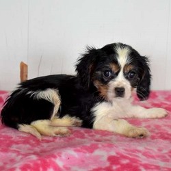 Flipper/Cavalier King Charles Spaniel/Male/16 Weeks,Meet Flipper, a cute and friendly Cavalier King Charles Springer puppy who is being family raised with children and is well socialized. This pup is up to date on shots and wormer plus the breeder provides a 1 year genetic health guarantee for Flipper. To arrange a visit with this spunky fella, call the breeder today!