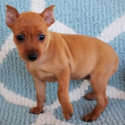 Ginger/Miniature Pinscher/Female/10 Weeks ,Check out this sweetheart! Ginger's ears are always perky, and her beautiful red colored coat sets her apart from all the others! She is inquisitive, playful and has the best personality. She's always ready to play or snuggle. She will come home to you up to date on her vaccinations, and a head to toe exam by her vet, so all you have to worry about is all the love added to your life.