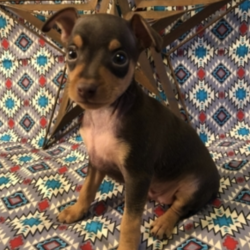 Mac/Miniature Pinscher/Male/8 Weeks,Mac is sweet and loving. He is always trying to catch your eye with his puppy tricks. He will surely be the talk of your town, and he is just waiting for that perfect family to call his own. Mac will come home to you up to date on his puppy vaccinations and vet checks. Don’t let this baby boy pass you by. He will be that perfect, fun-loving addition that you have been looking for.