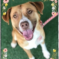 Adopt a dog:IZZY/ Labrador Retriever / Hound Mix/Female/Young,Meet Izzy! Izzy is a darling 1 !/2 year old girl who weighs only 43 pounds. A great size for any home. Izzy came to the shelter as a little lost girl on 02/11 and was not found by her family. Izzy loves to play with toys and she loves treats and will take them gently from your hand. She sits when told and is good on leash making for a good running buddy. Izzy is current on her vaccines, now spayed, tested negative for heart worms and will be micro-chipped upon adoption. You will find Izzy waiting in run 54 and her ID# is 620951.Please note, all of the pet listings on Friends of Shelter Animals for Cobb are done by volunteers, not shelter staff. If this pet came in as lost (not an owner surrender), we don't know how they might be with children, other pets, or if house trained. You can bring your pet to the shelter for a meet & greet with your potential new best friend. When calling the shelter about a cat or dog, please use THE ID NUMBER, names are oftentimes made up by volunteers.This pet and many others are available for adoption from the Cobb County Animal Shelter.1060 Al Bishop Drive Marietta, Georgia 30008, (770) 499-4136 for more information. Shelter hours are: Tues. - Sat. 9:30 a.m. to 5:30 p.m. & Sundays 2:00 p.m. to 5:00 p.m., CLOSED Mondays & Holidays.