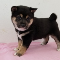 Ivory/Shiba Inu/Female/6 Weeks,“I see you there, staring at me! You couldn't help yourself, could you? I can't say that I blame you. A gorgeous puppy like me deserves to be admired by all! My name is Ivory, and puppies like me are a rare find. Can't you just see you and me together? We will be the envy of everyone that sees us. I am so excited about us becoming best friends. Oh, I just can't wait to give you one of my famous puppy kisses. You better hurry and inquire about me now, before someone else does. I don't want to go home with anyone else except you!”