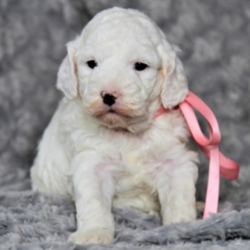 Piper/Goldendoodle/Female/7 Weeks,“I hope you have room in your heart for a puppy like me. Hi, my name is Piper, and I will be sure to give lots of love, and I'd sure hope to get lots of it in return! Since the day I was born I have been getting ready to come home to you and I am already so excited knowing that I'll be with you soon. I hope to be seeing you soon! Call today to make me yours!”