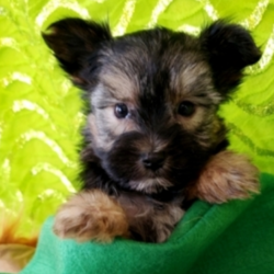 Leon/Yorkshire Terrier/Male/12 Weeks,“Look at me! I am probably the cutest, little puppy you ever did see. Everyone that sees me always tells me how beautiful I am, and they can’t help but shower me with love, hugs, and kisses. I’m hoping that one day you’ll be able to do the same. I love to play and I can even take a nap with you when you want. Pick me! I’m ready to share my love. I am current on my vaccinations and vet checked from head to tail, so when I see you I will be as healthy as can be.”