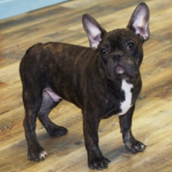 Tandem/French Bulldog/Male/21 Weeks,Say hello to Tandem! He is super sweet and so loving! Tandem cannot wait to join his new family. He is happy, healthy and ready to go. Tandem will have a complete nose to tail vet check and arrive with a current health certificate. He is ready to share many lifelong experiences with you and hopes you’re just as anxious to meet him as he is to meet you. Don’t miss out!