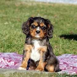 Ned/Cavalier King Charles Spaniel/Male/13 Weeks,Meet Ned, a bubbly Cavalier King Charles Spaniel puppy who is family raised. This spunky fella is vet checked, up to date on shots and dewormer, plus the breeder provides a one year genetic health guarantee. Ned can be registered with the AKC and has a peppy attitude. If you are interested in learning more about this cutie and how you can bring him home, contact the breeder today!