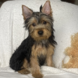 Kody/Yorkshire Terrier/Male/22 Weeks,“Look into my eyes! How can you resist such beauty? Hi, my name is Kody. I will be the best friend you ever had. I will arrive up to date on my vaccinations and fully vet checked from head to tail. And I will be the happy, healthy puppy you've always dreamed of. I like to go for daily walks for my routine exercise. A cutie like me has to stay healthy, and besides you’ll look great next to me! I enjoy getting my tummy and ears rubbed. You won’t regret picking me. Wouldn’t you love to bring me home? My healthy habits will surely rub off on you. We will be unstoppable! Puppy kisses are waiting, but I charge a belly rub for each!”