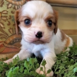 Bentley/Cavalier King Charles Spaniel/Male/7 Weeks,Meet Bentley! This gorgeous boy is ready to make you his new best friend. Bentley is full of energy and spunk, and can’t wait to come home to you for belly rubs. He’s always ready to play and hopes you are too! He will be up to date on his vaccinations and pre-spoiled before coming to his new home. Make Bentley part of your family today; you’ll be glad you did!