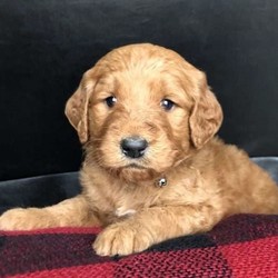 Dasher/Goldendoodle/Male/19 Weeks,Here comes Dasher, a sweet Goldendoodle puppy ready to give you lots of puppy kisses! This kind pup is vet checked, up to date on shots and wormer, plus comes with a 1 year health guarantee provided by the breeder. Dasher is family raised with children and has already begun crate training. To find out more about this delightful pup, please contact Eric today!