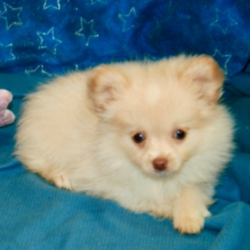 Linzee/Pomeranian/Female/10 Weeks,Talk about gorgeous! This cutie has everything you could ask for: looks, personality and attitude! She loves to walk around strutting her stuff! She’s pre-spoiled and is treated like the little princess she is. When arriving to her new home, Linzee will arrive up to date on vaccinations, vet checked, and pre-spoiled. Imagine waking up to loving puppy kisses every morning! Hurry, this cutie has her bags packed and is ready to venture off to her new home!