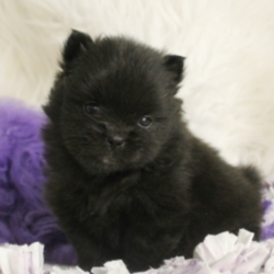 Minnie Me/Pomeranian/Female/4 Weeks,“I hope you have room in your heart for a puppy like me. I give lots of love and I'd sure hope to get lots of it in return! Since the day I was born, I have been getting ready to come home to you and I am already so excited knowing that I'll be with you soon. I have been working on becoming well socialized so that I will be ready for any type of life that you lead. I'm also vet checked so I am healthy too, I promise! I hope to be seeing you soon!”