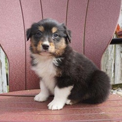 Sparky/Australian Shepherd/Male/10 Weeks,Here comes Sparky! This lovely Australian Shepherd puppy is one of a kind and would love to be your new best friend. Sparky is family raised with children and gets lots of attention. He is vet checked, up to date on shots and wormer plus comes with a health guarantee provided by the breeder. To welcome this cutie into your home please contact Leanna today.