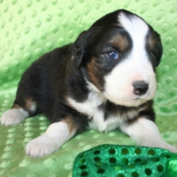 Sully/Australian Shepherd/Male/5 Weeks,Sully is a bright, little guy. He's active and full of energy. He never says no to playtime and is always trying to catch your attention with his handsome face. His coat is soft to the touch and as you can see, he just brings a smile to your face with those adorable, round, puppy eyes. He will be up to date on his vaccinations and vet checked before arriving to his new home. Bring Sully to your home and you will see what a joy it is to have him around.