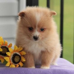 Lulu/Pomeranian/Female/7 Weeks,Say hello to Lulu, a friendly Pomeranian puppy who is family raised with children. This well socialized gal is vet checked, up to date on shots and dewormer, plus the breeder provides a 30 day health guarantee. Lulu has a spunky personality and she can’t wait to meet you! If you are interested in learning more about this loving little pup, please contact Mr. Glick today!