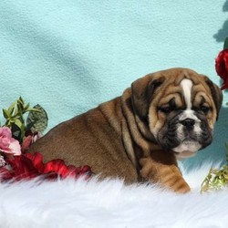 Lola/English Bulldog/Female/7 Weeks,Lola is the English Bulldog puppy you have been searching for! This family raised cutie is vet checked, up to date on shots and dewormer, plus comes with a one year genetic health guarantee provided by the breeder. Lola is used to lots of attention and TLC and she can’t wait to give you lots of puppy kisses! She can be registered with the AKC and her lovable personality will melt your heart as soon as you meet her. If you would like to learn more about this playful girl and how you can bring her home, please contact Lucy today!