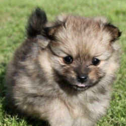 Mabelline/Pomeranian/Female/5 Weeks,“Hi there! My name is Mabelline and I just know that we are meant to be. I have been dreaming of coming home to my new family and I sure hope that it is you! I promise that we will have lots of fun together. We can spend all day playing if you'd like. Whenever you get tired, I will be right there to cuddle up by your side. I'll be healthy, too so I will be ready for anything that you have planned. Please bring me home, I want to start my life with you!”