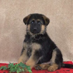 Brandt/German Shepherd/Male/7 Weeks,Brandt is a friendly German Shepherd puppy ready to bounce his way into your heart and home. This cutie is vet checked and up to date on shots and wormer. He can be registered with the AKC, plus comes with a health guarantee provided by the breeder. To learn more about Brandt, please contact the breeder today!