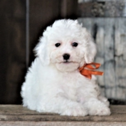 Piper/Goldendoodle/Female/8 Weeks,“I hope you have room in your heart for a puppy like me. Hi, my name is Piper, and I will be sure to give lots of love, and I'd sure hope to get lots of it in return! Since the day I was born I have been getting ready to come home to you and I am already so excited knowing that I'll be with you soon. I hope to be seeing you soon! Call today to make me yours!”