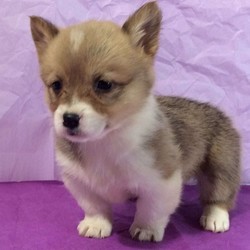 Amy/Pembroke Welsh Corgi/Female/9 Weeks,Amy is a lovable Pembroke Welsh Corgi puppy that can’t wait to meet you! This playful little pup has been vet checked, is up to date on shots & wormer and can be registered with the AKC as well. She is also being family raised around kids and comes with a health guarantee provided by the breeder. Amy is sure to make the perfect addition to your family so contact the breeder today to arrange a visit!