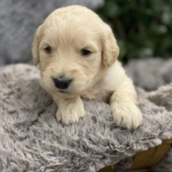 Bennett/Goldendoodle/Male/4 Weeks,“Hi, my name is Bennett. I am so anxious to meet my new forever family. Could that be with you? I sure hope so. I am a gorgeous puppy with a personality to match. I am also up to date on my vaccinations and vet checked from head to tail, so when you see me I will be as healthy as can be. I will be the best friend you’ve dreamed of. I promise you won’t regret it. I will love you, kiss you, and teach you to play so be sure to choose me today!”