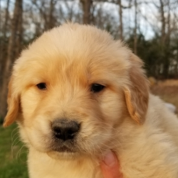 Corbin/Golden Retriever/Male/5 Weeks,You have searched far and wide for a puppy this amazing and it seems that your search has finally ended. Corbin is the kind of puppy that you will only come across once in your lifetime, so you can't let the chance to take him home slip through your fingers. Corbin is loving, sweet, smart, and if all of that doesn't convince you, then just look at his adorable face! Corbin is ready to go, so make your home that much better by bringing him to yours today!