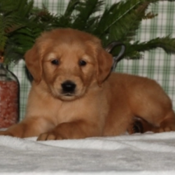 Liem/Golden Retriever/Male/6 Weeks,This is Liem! He loves to play and run around all day. He is a little ball of fire! Liem will be a very loyal companion to his new forever family and will come home to you up to date on vaccinations and a full head to tail vet check. He hopes you love to cuddle and take a nap after a long day of fun. Liem will be ready for all the love he can get. Don’t miss out on this pup. His bags are packed and he’s ready to go!
