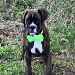 Male Boxer is available for sale- Dog the Love