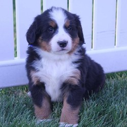 Heidi/Bernese Mountain Dog/Female/6 Weeks,Meet Heidi, a lovable Bernese Mountain Dog puppy with a sweet spirit! This super friendly pup is up to date on shots and wormer, can be registered with the AKC and comes with a health guarantee provided by the breeder. Heidi is family raised with children and would make a heartwarming addition to anyone’s family. To find out more about this personable pup, please contact Glenn today!