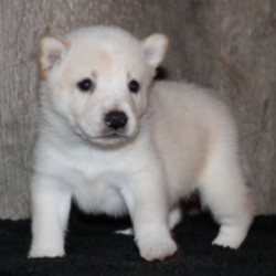 Dallas/Shiba Inu/Male/4 Weeks,This is Dallas. He is ready to come home and be your best friend. As soon as you walk in the door he’ll be right there to greet you with his wagging tail. Dallas will be up to date on vaccinations and pre-spoiled when arriving home to you. Call about this sweet little guy today before it’s too late and you miss your chance to add this loving pup to your family!